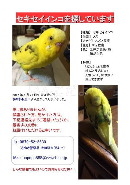 迷い鳥の写真