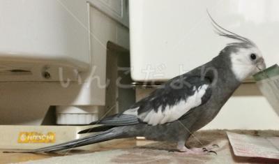 迷い鳥の写真