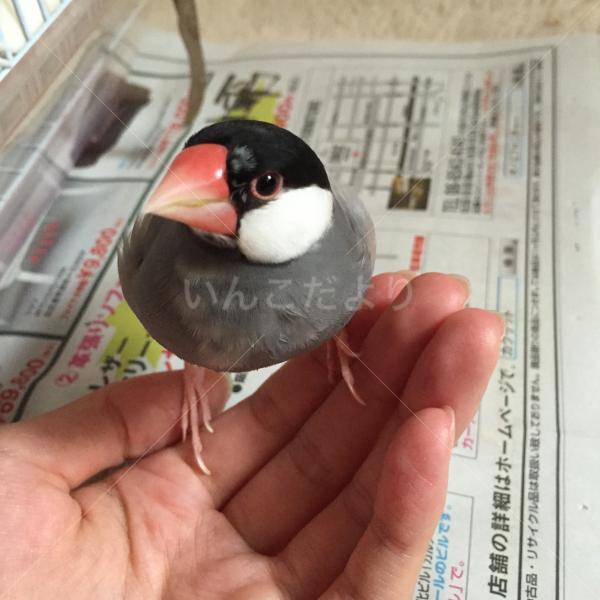迷い鳥の写真