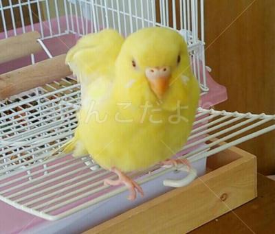 迷い鳥の写真