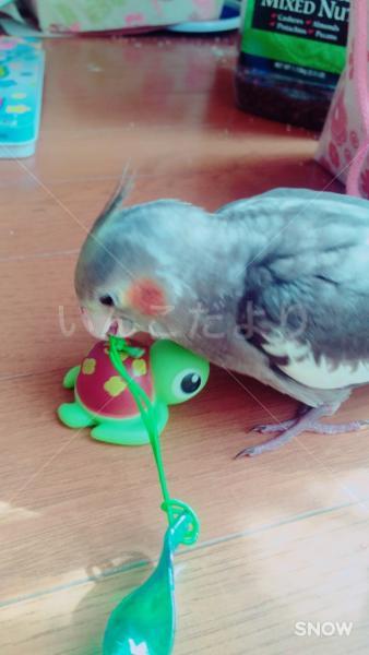 迷い鳥の写真