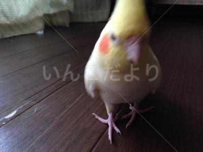迷い鳥の写真