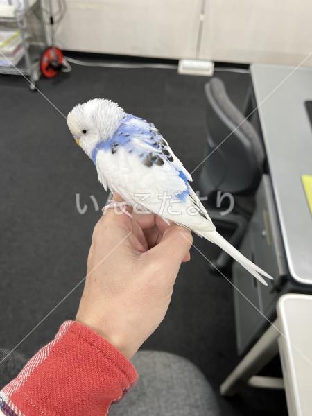 保護鳥の写真