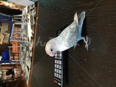 保護鳥の写真