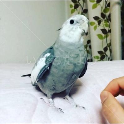 迷い鳥の写真