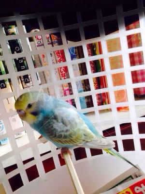保護鳥の写真