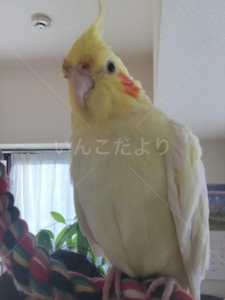 迷い鳥の写真