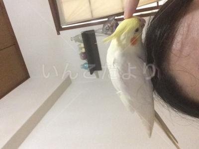 迷い鳥の写真