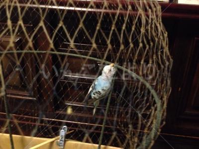 保護鳥の写真