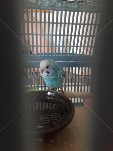 保護鳥の写真