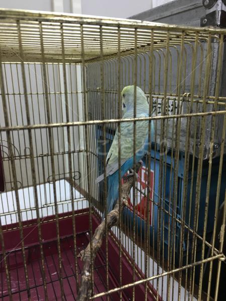 保護鳥の写真