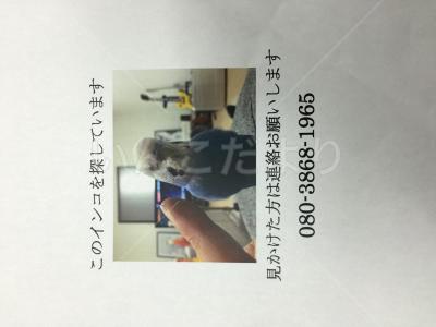 迷い鳥の写真