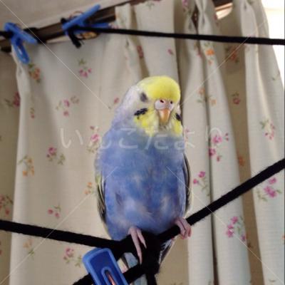 迷い鳥の写真