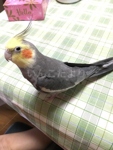 迷い鳥の写真