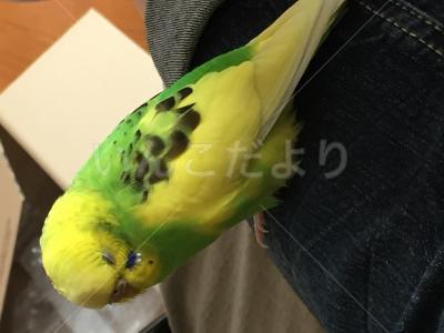 迷い鳥の写真