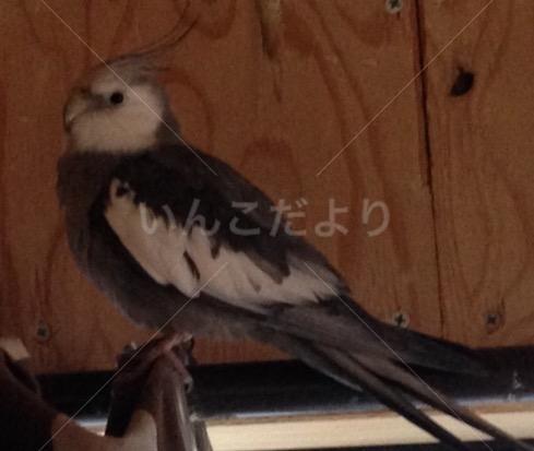 迷い鳥の写真