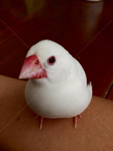 迷い鳥の写真