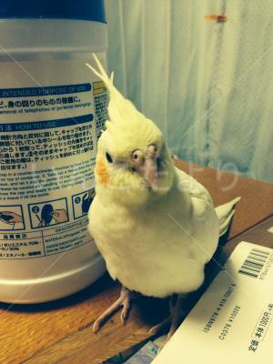 迷い鳥の写真
