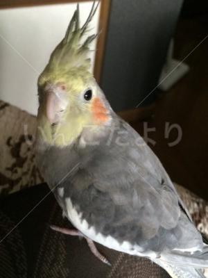 迷い鳥の写真