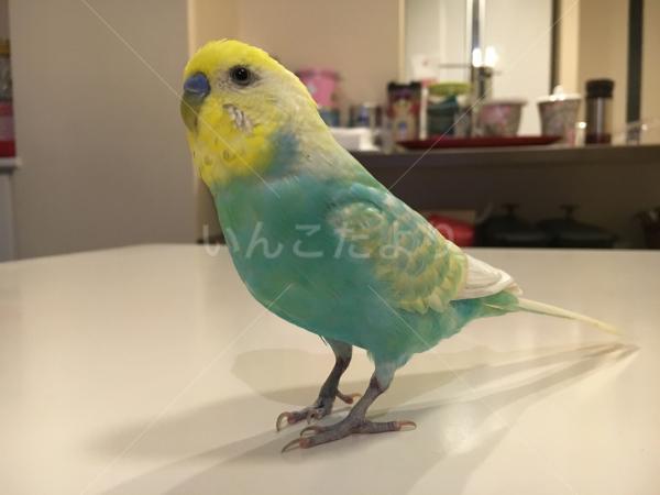 迷い鳥の写真