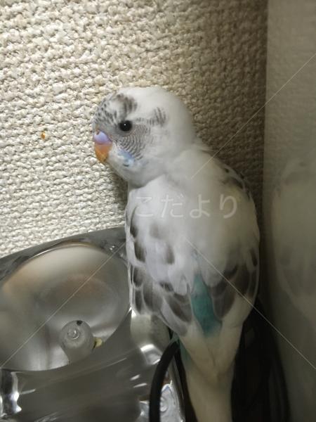 迷い鳥の写真