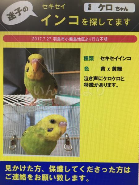 迷い鳥の写真
