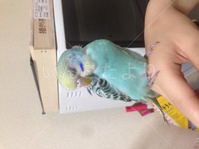 保護鳥の写真