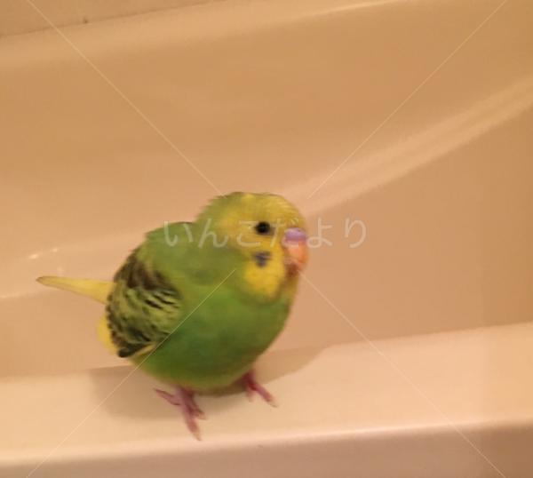 保護鳥の写真