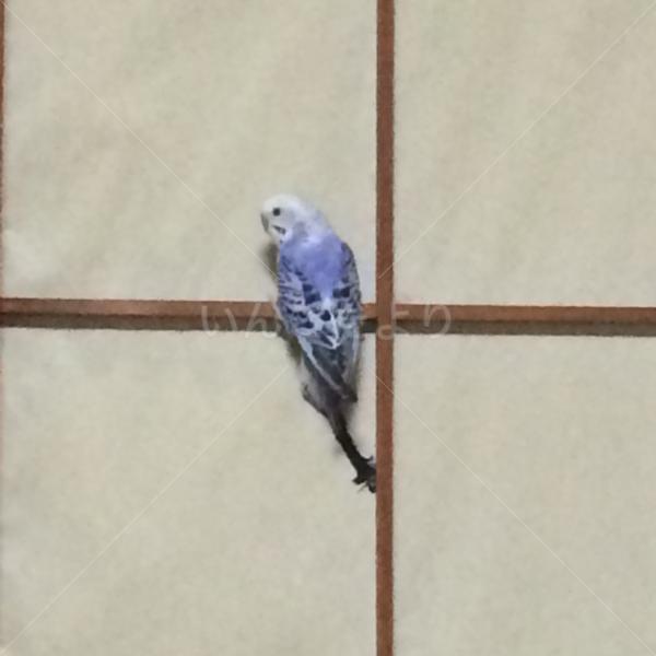 迷い鳥の写真