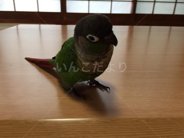 迷い鳥の写真