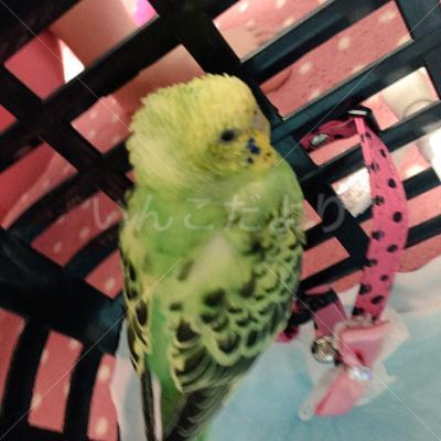 保護鳥の写真
