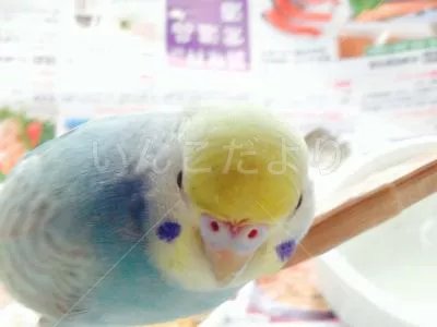 保護鳥の写真