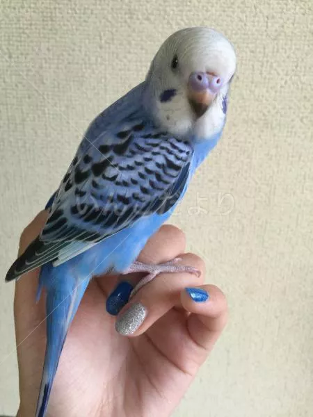 保護鳥の写真