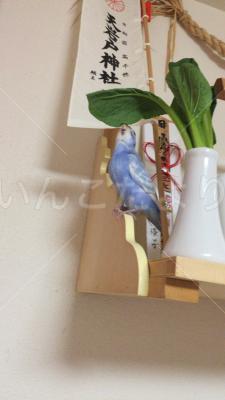 迷い鳥の写真