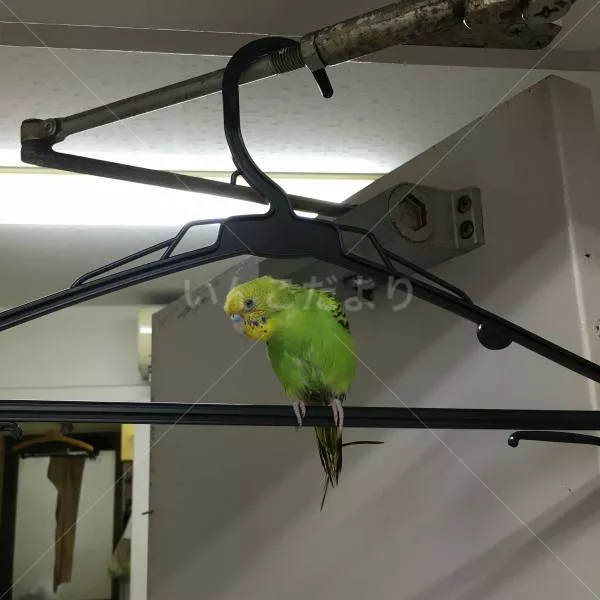 保護鳥の写真