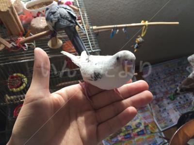 迷い鳥の写真