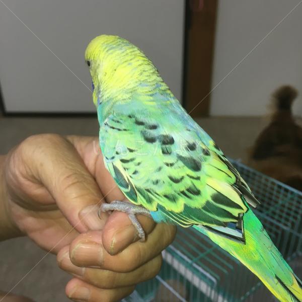保護鳥の写真