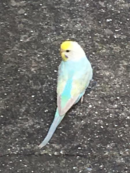 保護鳥の写真