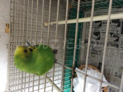 保護鳥の写真