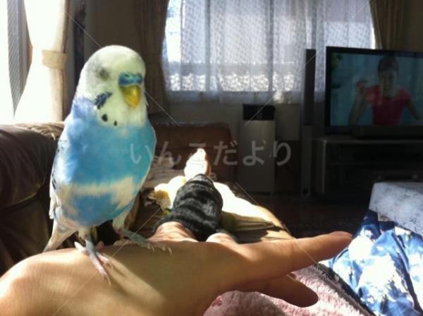 迷い鳥の写真