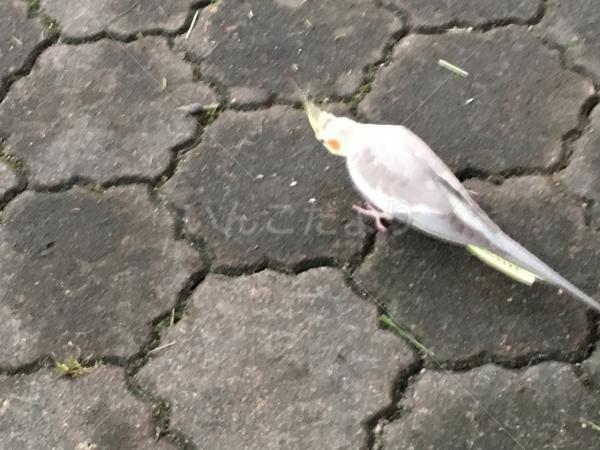 保護鳥の写真