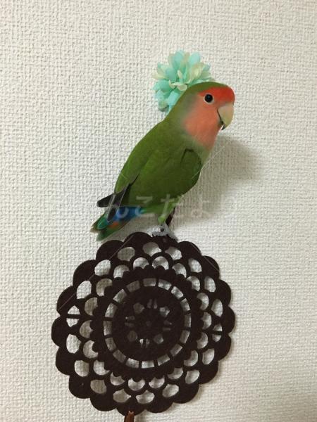 迷い鳥の写真