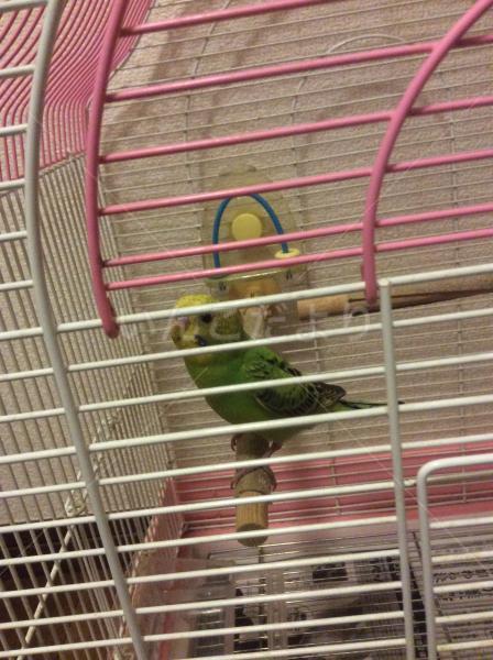 保護鳥の写真