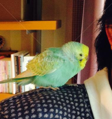 保護鳥の写真