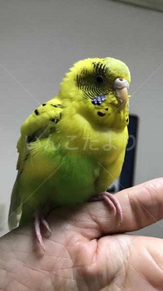 保護鳥の写真