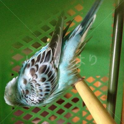 保護鳥の写真