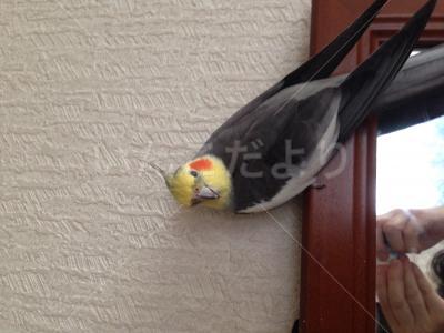 迷い鳥の写真
