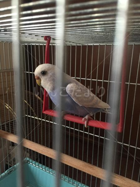 保護鳥の写真