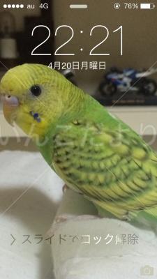 迷い鳥の写真