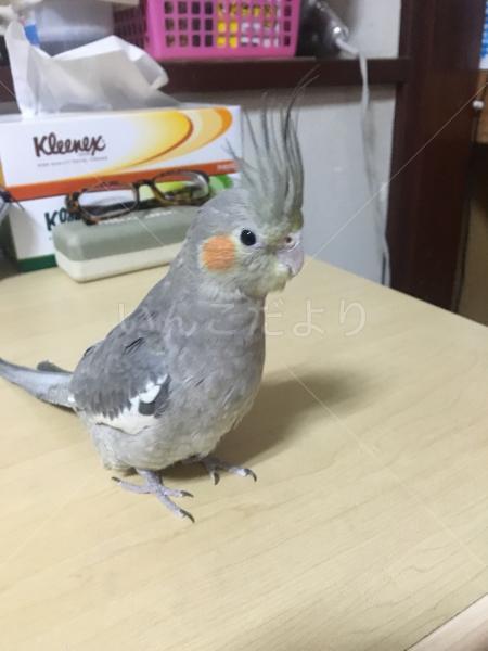 迷い鳥の写真